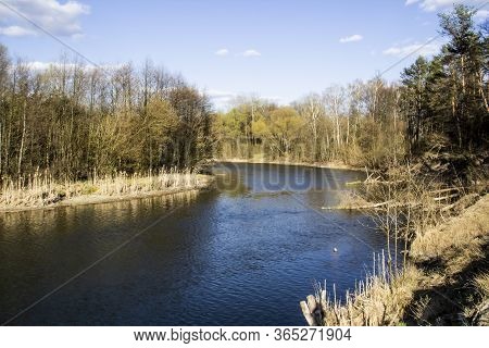 Ukranian Landscape In The Forest. Pine Forest With A River Name Psel In City Sumy. Pine Trees On A R