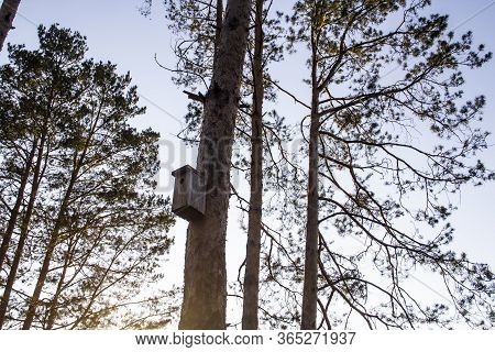 Birdhouse In A Pine Forest On A Tree. Birdhouses In The Forest. Bird Box In Nature Against Blue Sky