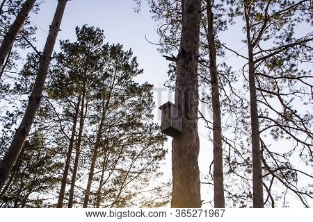Birdhouse In A Pine Forest On A Tree. Birdhouses In The Forest. Bird Box In Nature Against Blue Sky