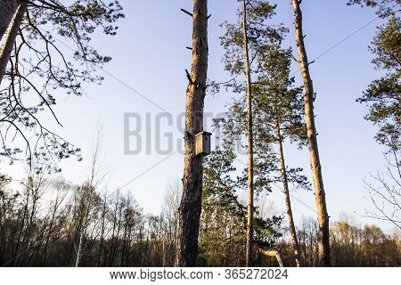 Birdhouse In A Pine Forest On A Tree. Birdhouses In The Forest. Bird Box In Nature Against Blue Sky