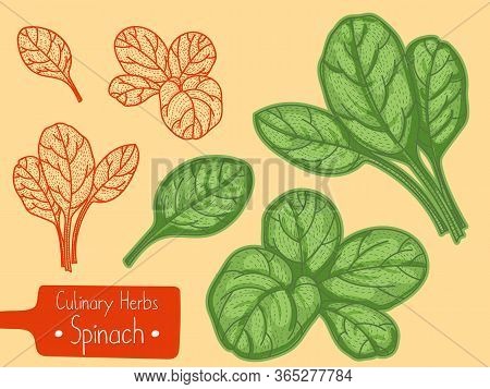 Leaves Of Food And Culinary Herb Spinach, Hand-draw Sketch Illustration