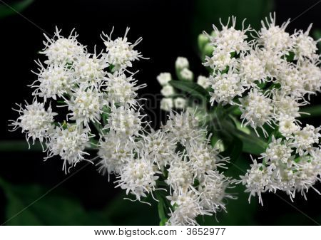 Snakeroot