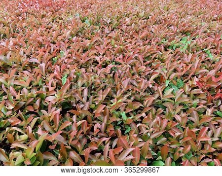 Shrub With Red Tips Of Branches - Photinia Fraseri Red Robin - Later In Summer With More Subtle Colo