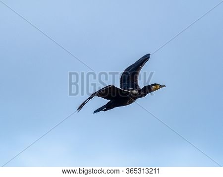 A Black Japanese Cormorant, Phalacrocorax Capillatus, Flies In Blue Skies Near The Izumi River In We