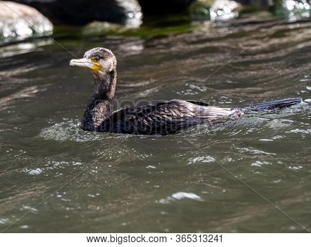 A Black Japanese Cormorant, Phalacrocorax Capillatus, Swims In The Izumi River In Western Yokohama, 