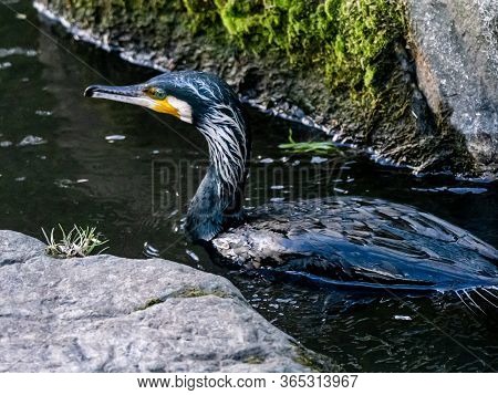A Black Japanese Cormorant, Phalacrocorax Capillatus, Swims In The Izumi River In Western Yokohama, 