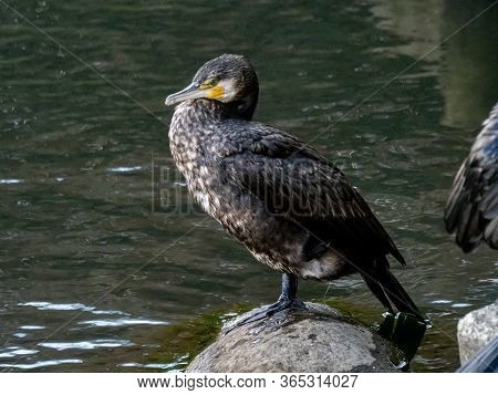A Black Japanese Cormorant, Phalacrocorax Capillatus, Swims In The Izumi River In Western Yokohama, 