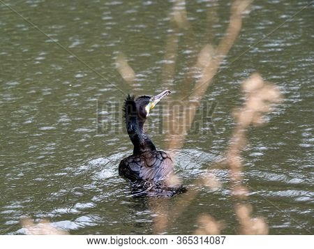 A Black Japanese Cormorant, Phalacrocorax Capillatus, Swims In The Izumi River In Western Yokohama, 