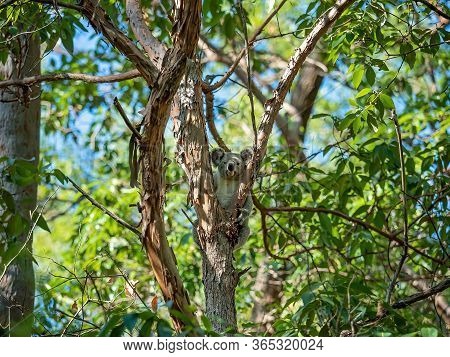 An Australian Koala Sitting On The Branch Of A Tree In His Native Environment, The Eucalyptus Forest