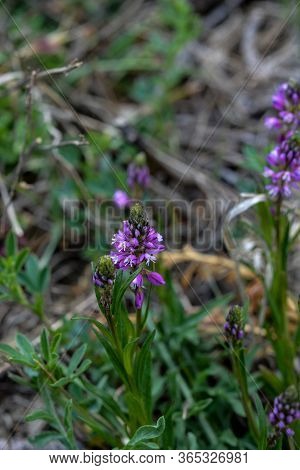 Blooming Tufted Milkwort, Polygala Comosa.tufted Milkwort (polygala Comosa)