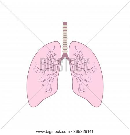 Human Lung Anatomy. Respiratory Tract Disease. Respiratory Systems. Vector Illustration