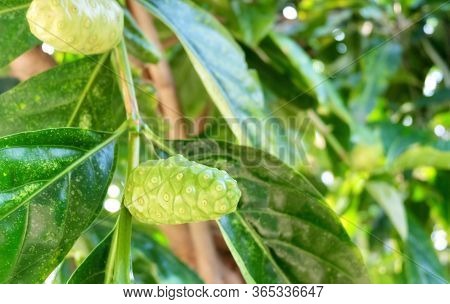 Vegetable And Herb, Fresh Noni, Morinda Citrifolia, Great Morinda, Indian Mulberry, Beach Mulberry O