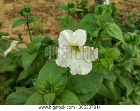 White Flower Close-up Shot With Green Leaves Background