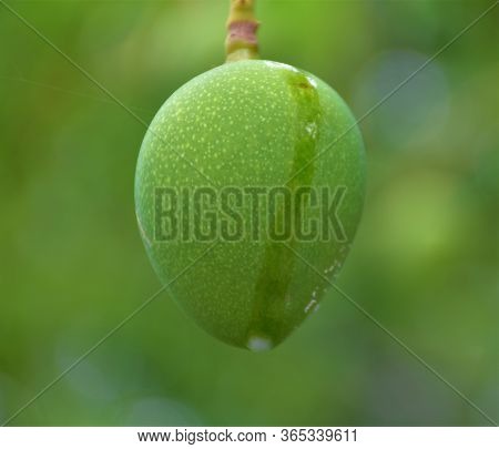 Mango Fruit Hanging From Branches In A Garden. Selective Focus.. Green Fresh Malda  Himsagar Mango, 