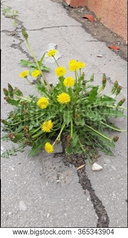 Macro Photo Of A Dandelion Plant. Dandelion Plant With A Fluffy Yellow Bud. Yellow Dandelion Flower 