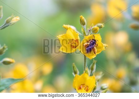 A Bee Collects Nectar From Yellow Flowers Of Lysimachia Punctata, Dotted Loosestrife, Large Yellow L
