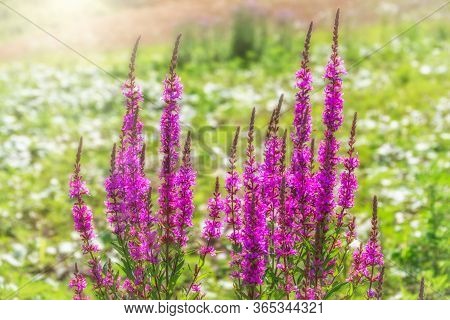 Summer Flowering Purple Loosestrife, Lythrum Tomentosum Or Spiked Loosestrife And Purple Lythrum On 