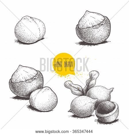 Hand Drawn Sketch Style Macadamia Nuts Set. Whole, Peeled, Single And Group. Vector Illustrations Is