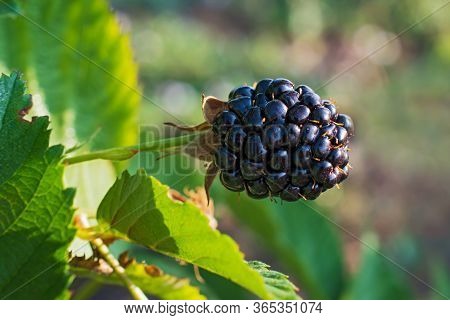 Beautiful Lonely Big Black Dewberry  With  Dew Drops On Multicolored Floral Background Closeup
