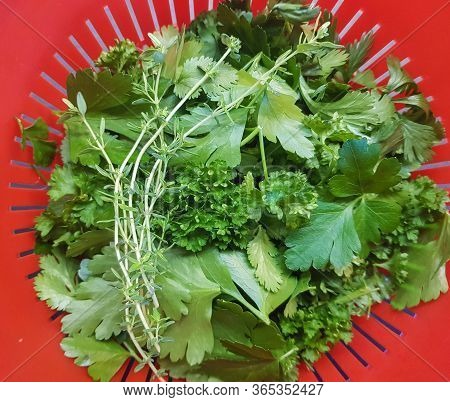 Red And Green Garlic Sauce For Canarian Potatoes