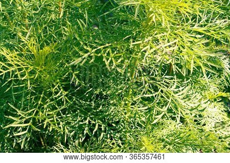 Uncut Grass Weeds Bad Grass. Easy Landscaping Ideas.  Lawn Weeds