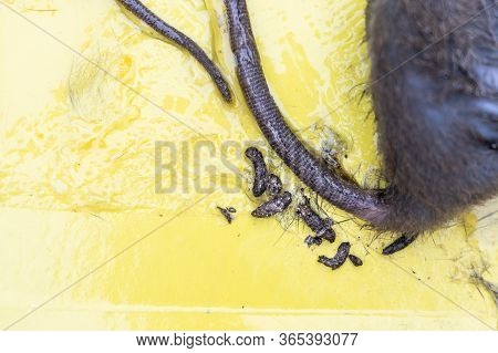 Close-up On Rat Feces, Shit, Poop, Excreted On Glue Trap