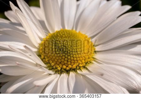 A Colorful Flower Of A Plant Called Daisy, Bellis Perennis. Macro Photo
