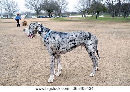 Great Dane Dog Looking Great At The Dog Park.