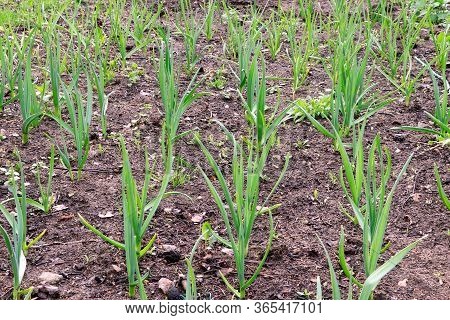 Young Green Garlic Growing. Young Garlic Plants. Seedlings. Gadening.sprouts Of Garlic. Organic And 