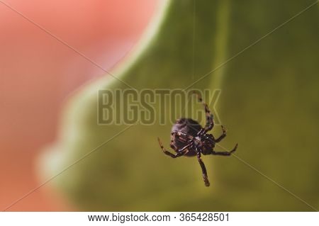 Close Up Or Macro A Spider On The Spider Web That Is Hanging In The Air On Green Or Natural Backgrou