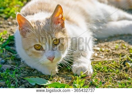Charming Cute Red Striped Kitten Lies On A Green Meadow Basking In The Sun