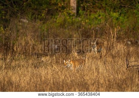 Wild Tiger In Action And Stalking Prey Walking In Grass. A Tiger Behavior Image At Dhikala Zone Safa