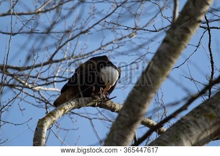A Hungry Bald Eagle Reasting On Carrion