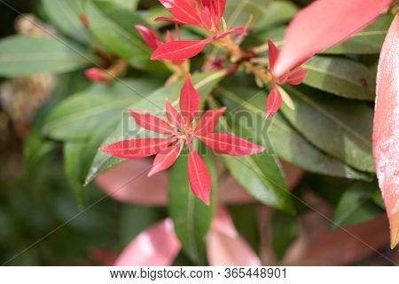 A Red Pieris Starting To Blossom In Spring