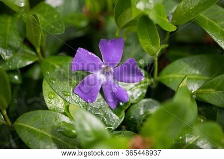 A Single Violet Flower Amongst Green Leaves.