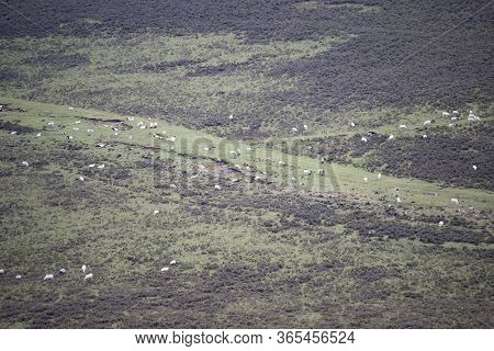 The Unique Green Grass And Sheep In The Qilian Mountains Prairie Vegetation In Summer