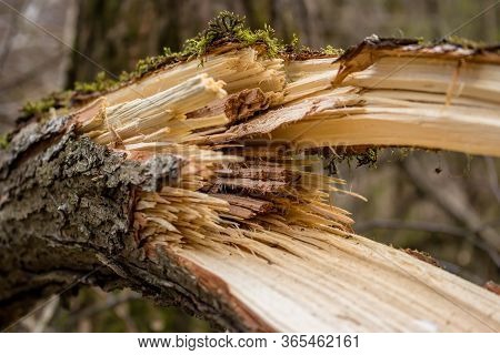 Fibers Of A Tree Broken From The Wind