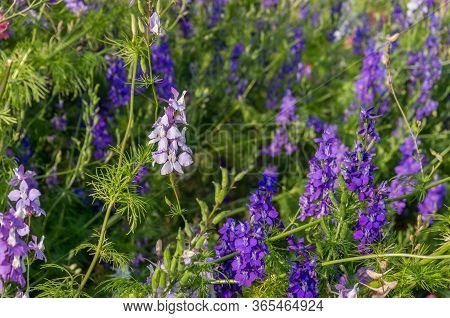 Purple Blue Wild Flowers Blooming Outdoors. Nature Background Of Wildlfowers