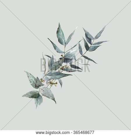 Beautiful Vector Stock Illustration With Watercolor Hand Drawn Laurel Plant Branch.