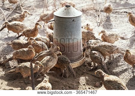 Many Female Common Pheasants On The Bird Breeding Farm Gathered Around A Feeding Trough. All Birds A