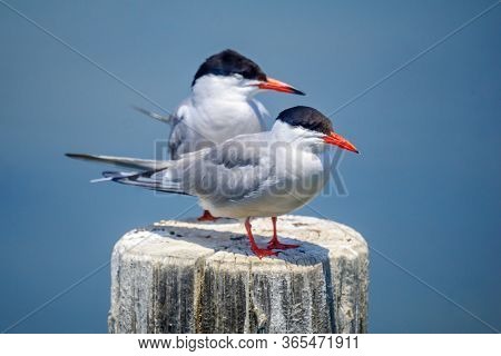 View Of A Pair Of Common Tern Birds On A Pole, In The Hula Nature Reserve, Northern Israel