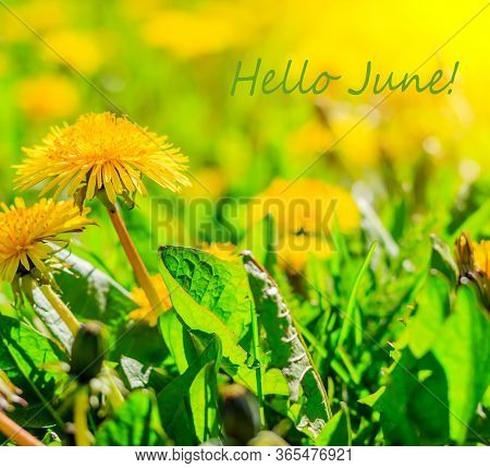 Hello June Flowers. Banner Hello June. New Season. Summer. Dandelions. Yellow Summer Flowers. Dandel