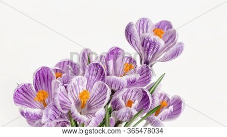 Spring Delicate Flowers Violet Colored, Close Up Petals. Natural Flowery Background With Copy Space.