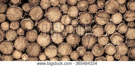 Round Teak Wood Stump. Round Teak Woods Trees Circle Stumps Cutted Group. Deforestation. Tree Stumps
