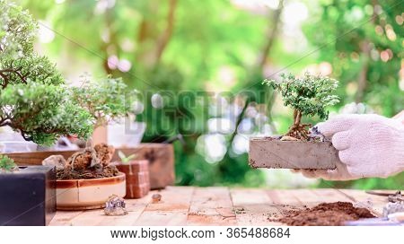 Home Gardening When Lock Down And Self-quarantine. Planting Seeds In Soil At Botanic Garden During T