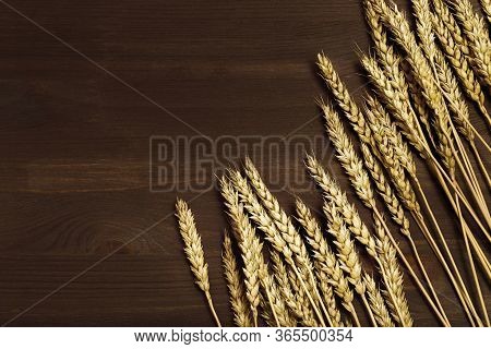 Bunch Of Compressed Stems With Ears. Golden Wheat  On Dark Brown Wooden Background. Wheat Close Up. 