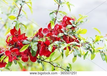 Blossoming Chaenomeles Cheer Plant Close Up. Red Spring Flowers. Blossoming Chaenomeles, Flowering Q
