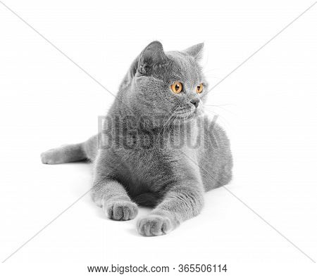 British Purebred Shorthair Cat On A White Background Smiles Like A Cheshire. A Gray Skittish Cat Is 