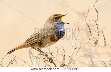 Bluethroat Bird. Little Singing Colorful Bird Sitting On A Plant Stem