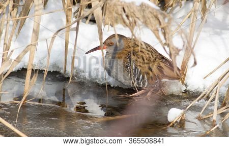 Water Rail. Bird In Winter Stands In The Water On A Background Of Snow. Rallus Aquaticus